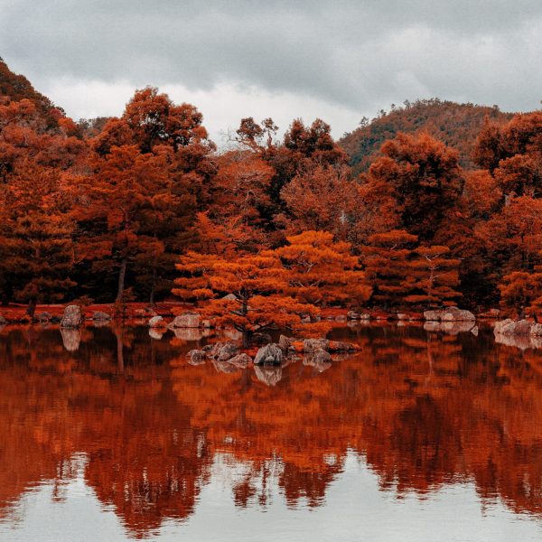 charles-postiaux-d5n2lPOQyPE-unsplash